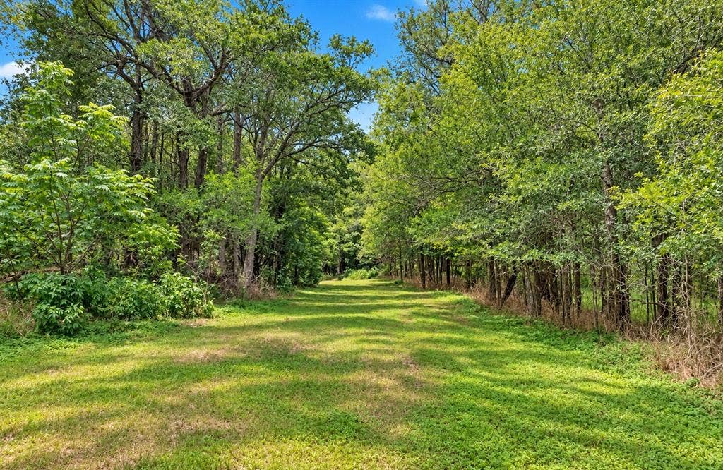 213 River Front Drive, Cedar Creek, TX 78612 Expansive green space featuring a clear path and mature trees