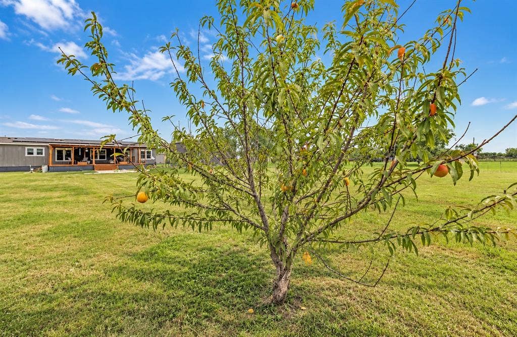 213 River Front Drive, Cedar Creek, TX 78612 Expansive green lawn with a mature fruit tree