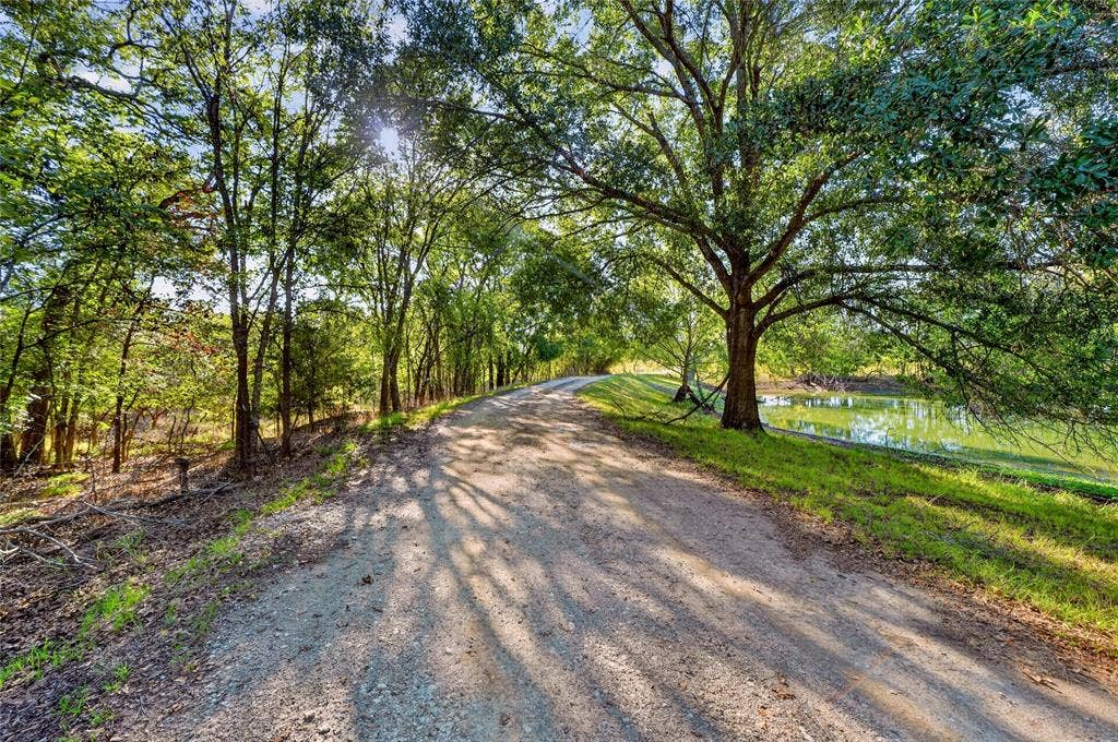 Gravel road with dappled sunlight, mature trees providing canopy, grassy banks, and a still water body