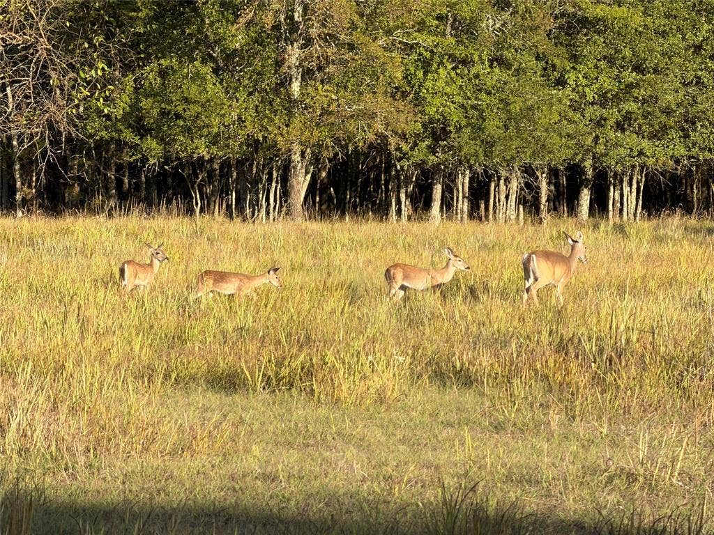 Deer