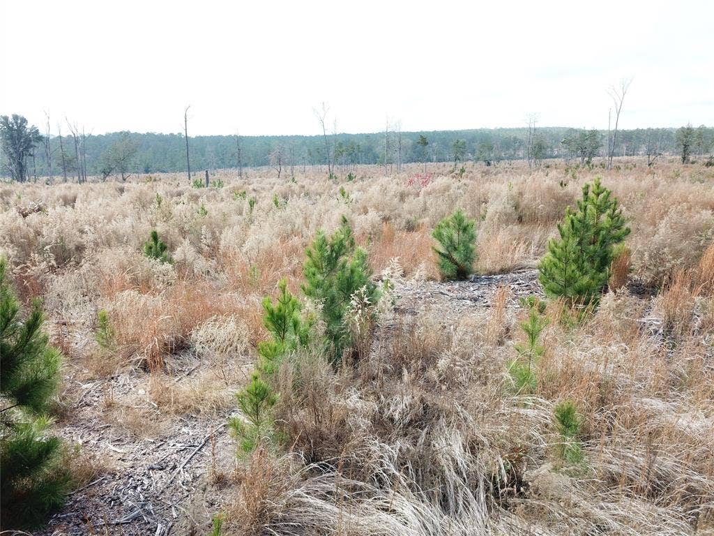 00 County Road 2845, Colmesneil, TX 75938