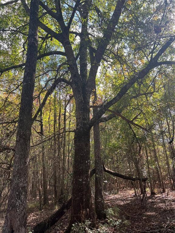 00 Gore Store Road, Kountze, TX 77663