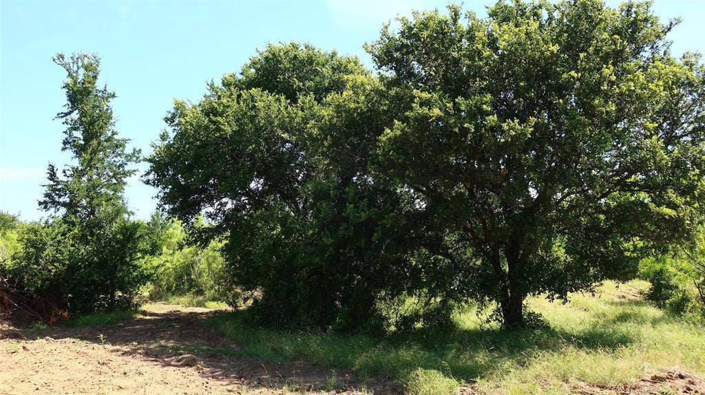 TBD County Road 136, Stephenville, TX 76401 Large trees