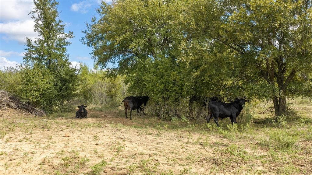 TBD County Road 136, Stephenville, TX 76401 Cattle