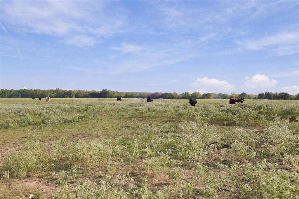 11550 Fm-195, Paris, TX 75462 11550 Fm-195, Paris, TX 75462