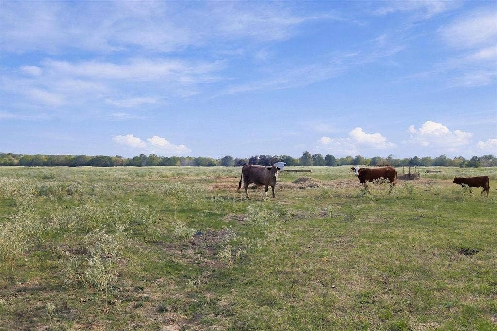 11550 Fm-195, Paris, TX 75462 11550 Fm-195, Paris, TX 75462