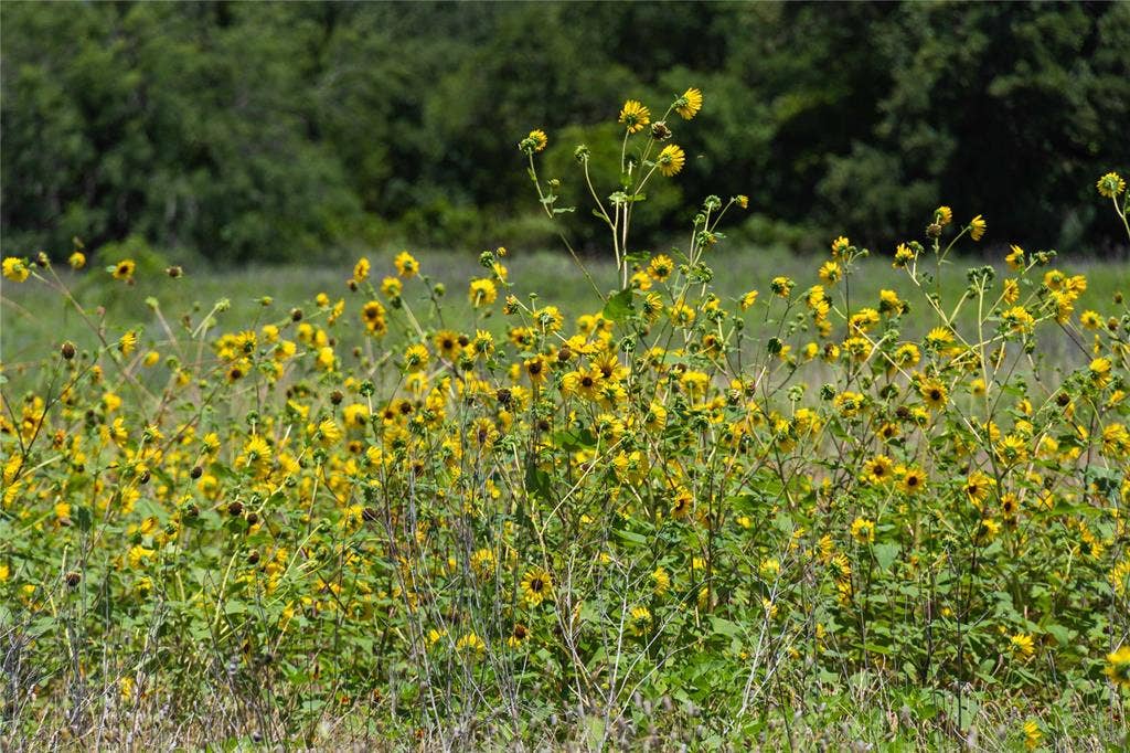 153 Acres FM 583, Rising Star, TX 76471 153 Acres FM 583, Rising Star, TX 76471
