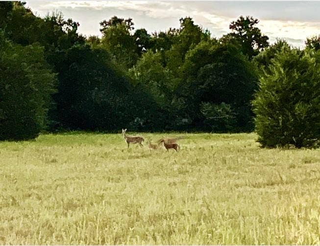 2377 FM 36 N, Farmersville, TX 75442 Pasture and whitetail deer