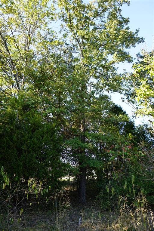 1688 Doc Holiday Dr, Log Cabin, TX 75148 View of nature