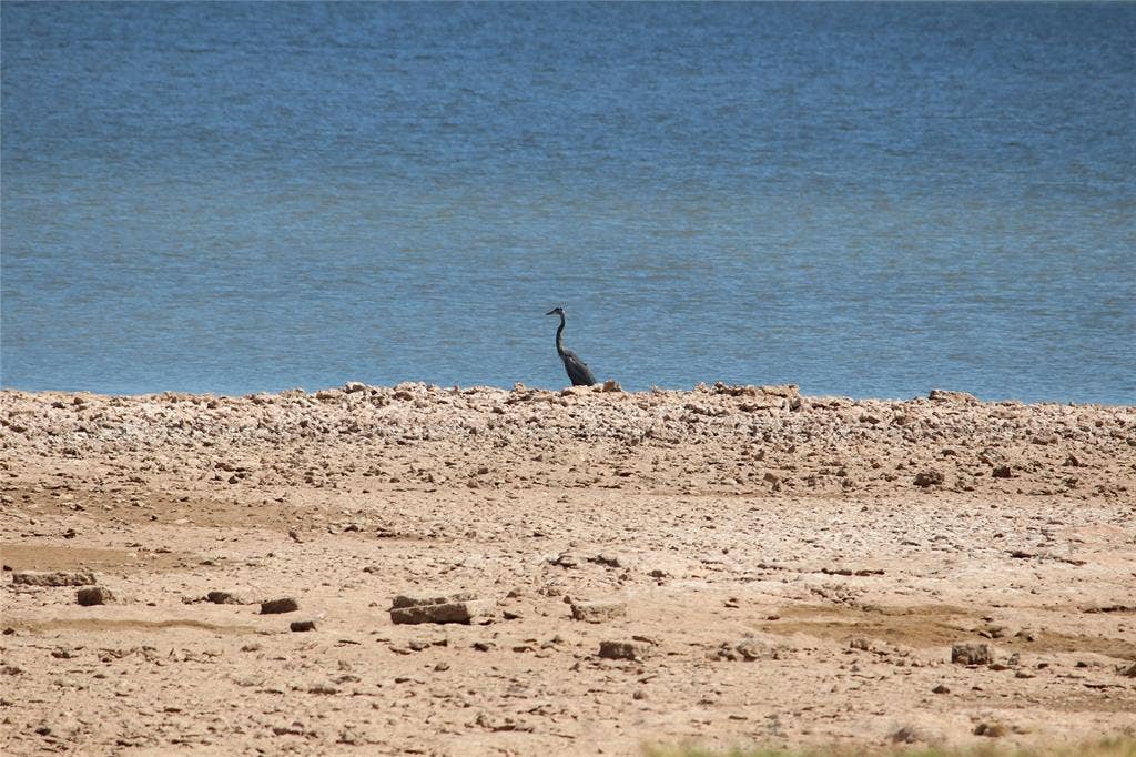 Block B Lot 7 Palisades, Gordonville, TX 76245 Lots of wildlife to enjoy on your walks: Great Blue Heron