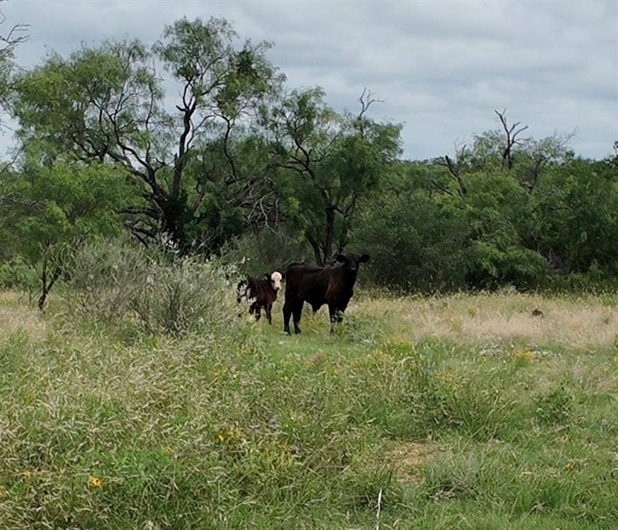 5181 CR 202, San Saba, TX 76877