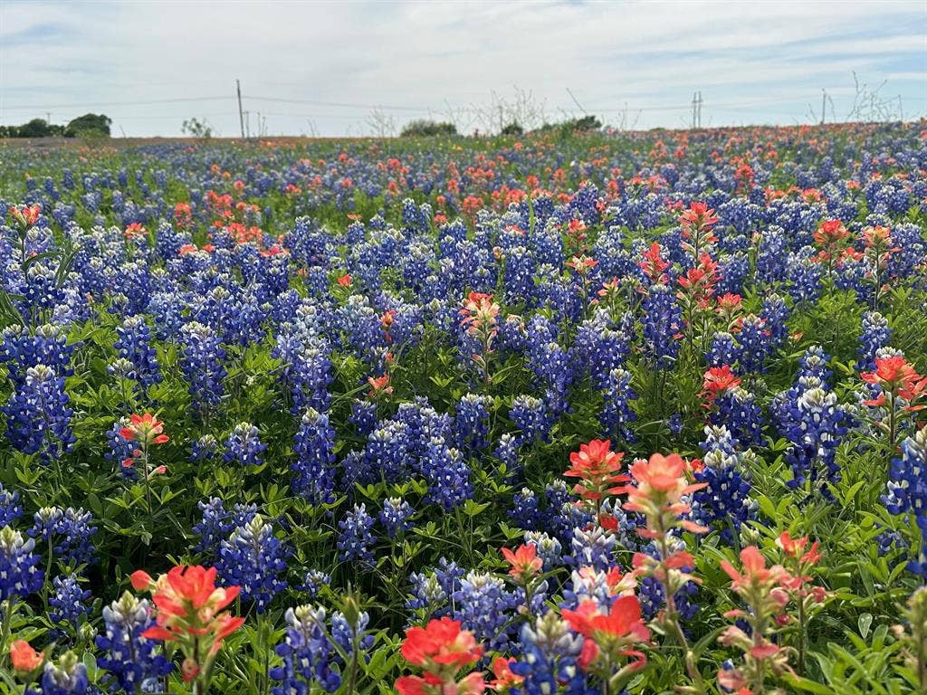 00 00 Fm-660, Ennis, TX 75119