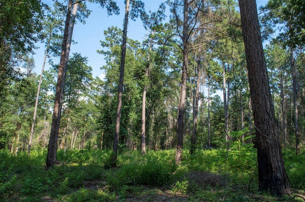 0 CR 2016, Newton, TX 75966 0 CR 2016, Newton, TX 75966