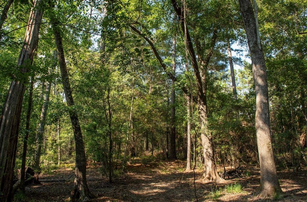 0 CR 2016, Newton, TX 75966 0 CR 2016, Newton, TX 75966