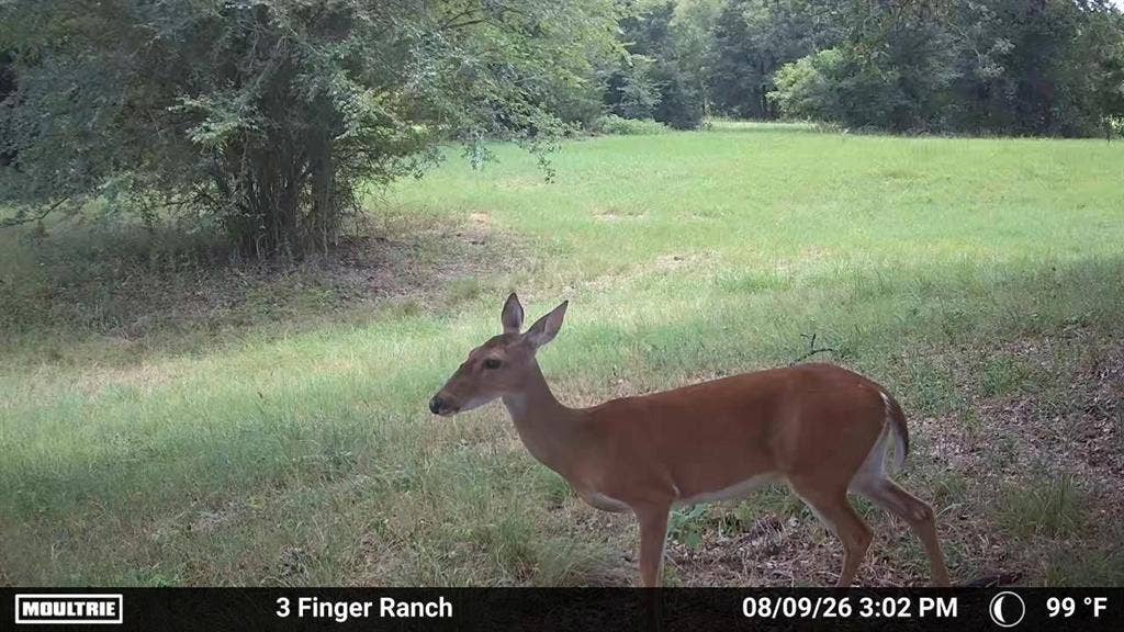0 Pvt Rd 5209, Athens, TX 75751 0 Pvt Rd 5209, Athens, TX 75751