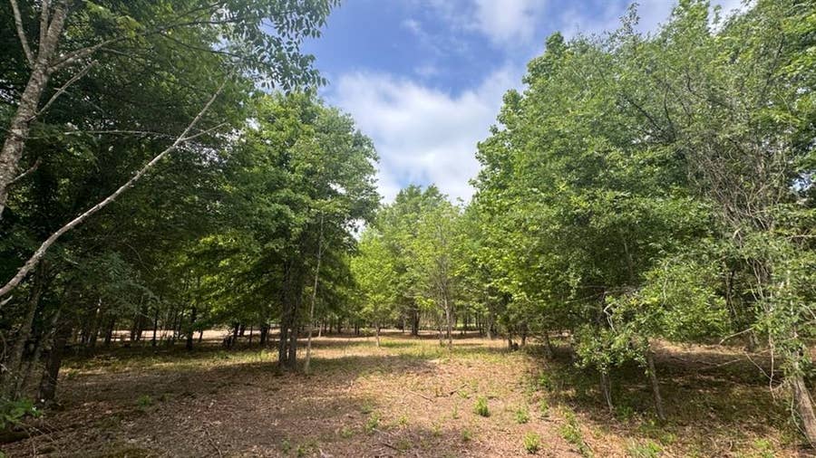 Property photo for 825 CR 1412, Bogata, TX