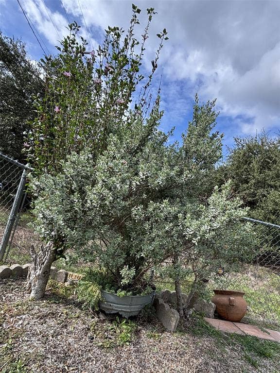 1 Mulberry Court, Morgans Point Resort, TX 76513 Mature evergreen shrubbery with silver-toned foliage, decorative metal basin planter, and scalloped stone edging