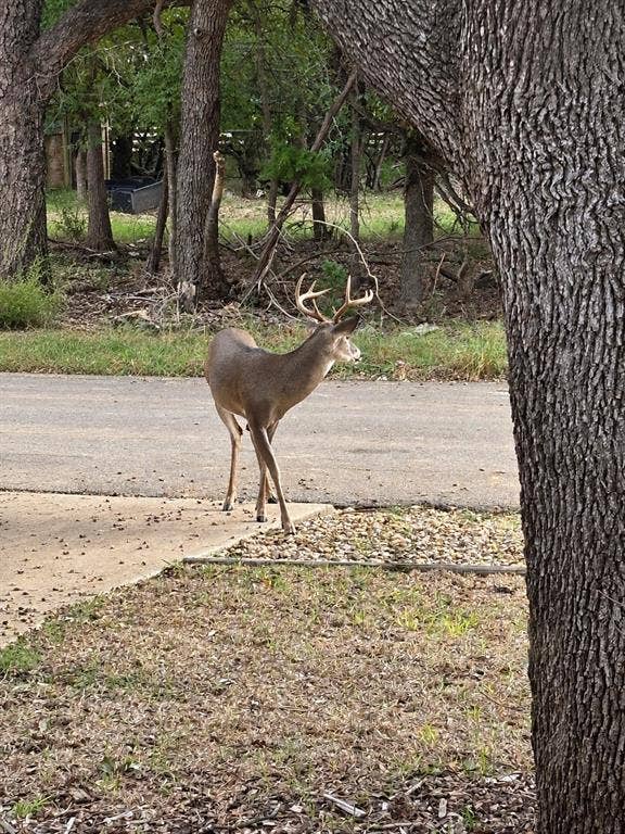 1 Mulberry Court, Morgans Point Resort, TX 76513 Frontyard view of wildlife