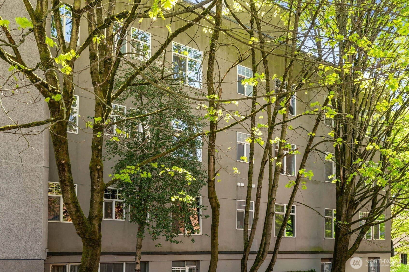403 Terry Avenue, #206, Seattle, WA 98104 The unit runs from the front all along the side of the building, featuring 9 windows. The trees create a tree house effect, and the open parking lot allows for air, sunlight and privacy.