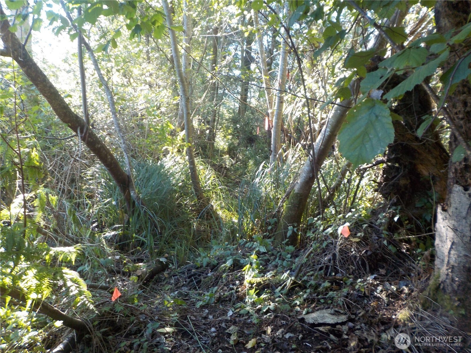 STILL MORE TRAIL
