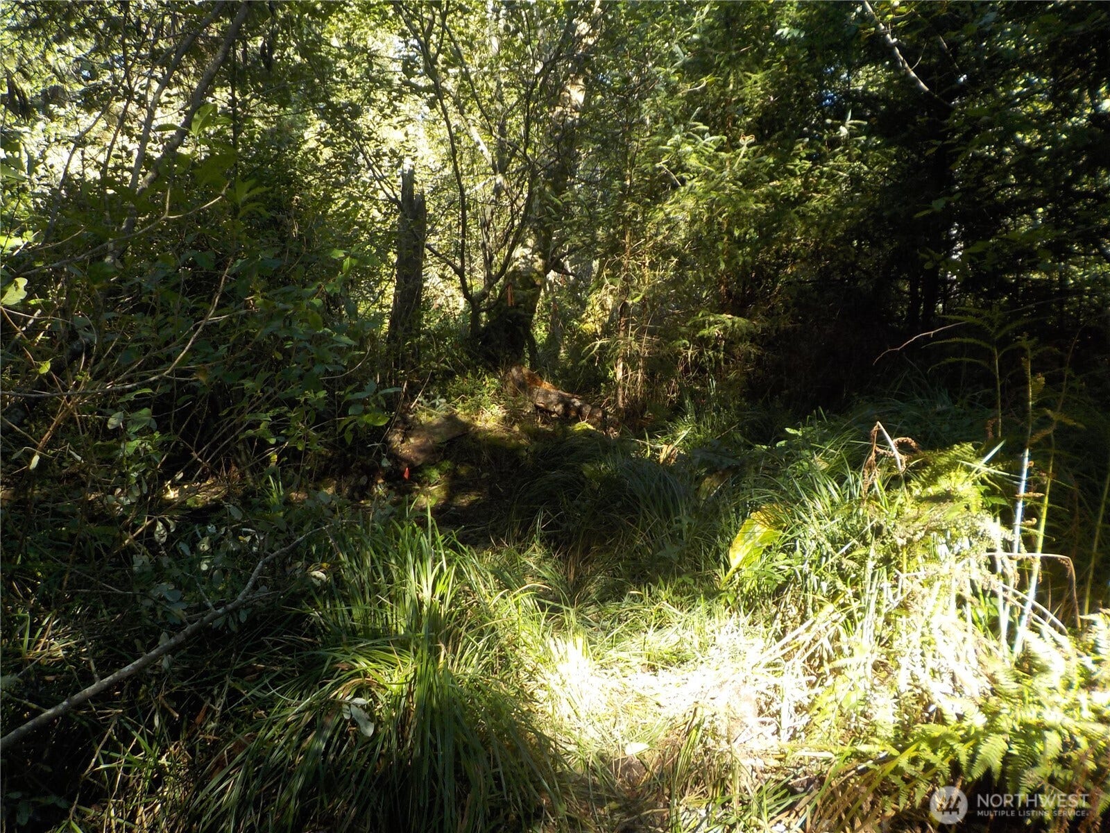 MORE TRAIL