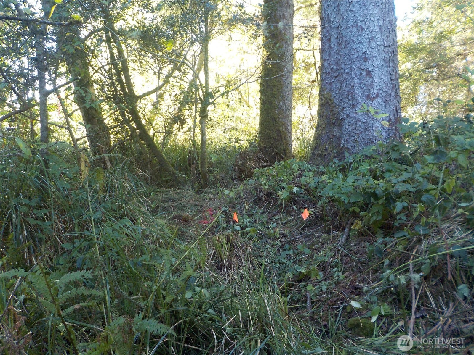 TRAIL AROUND TREES