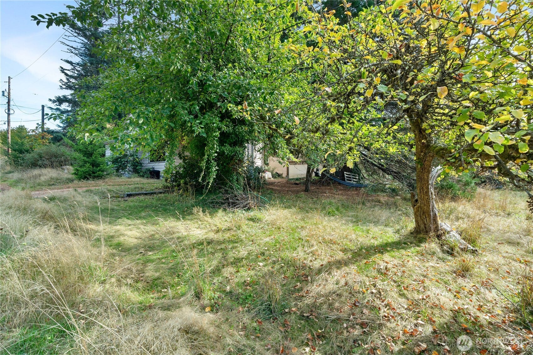 Trees in the yard