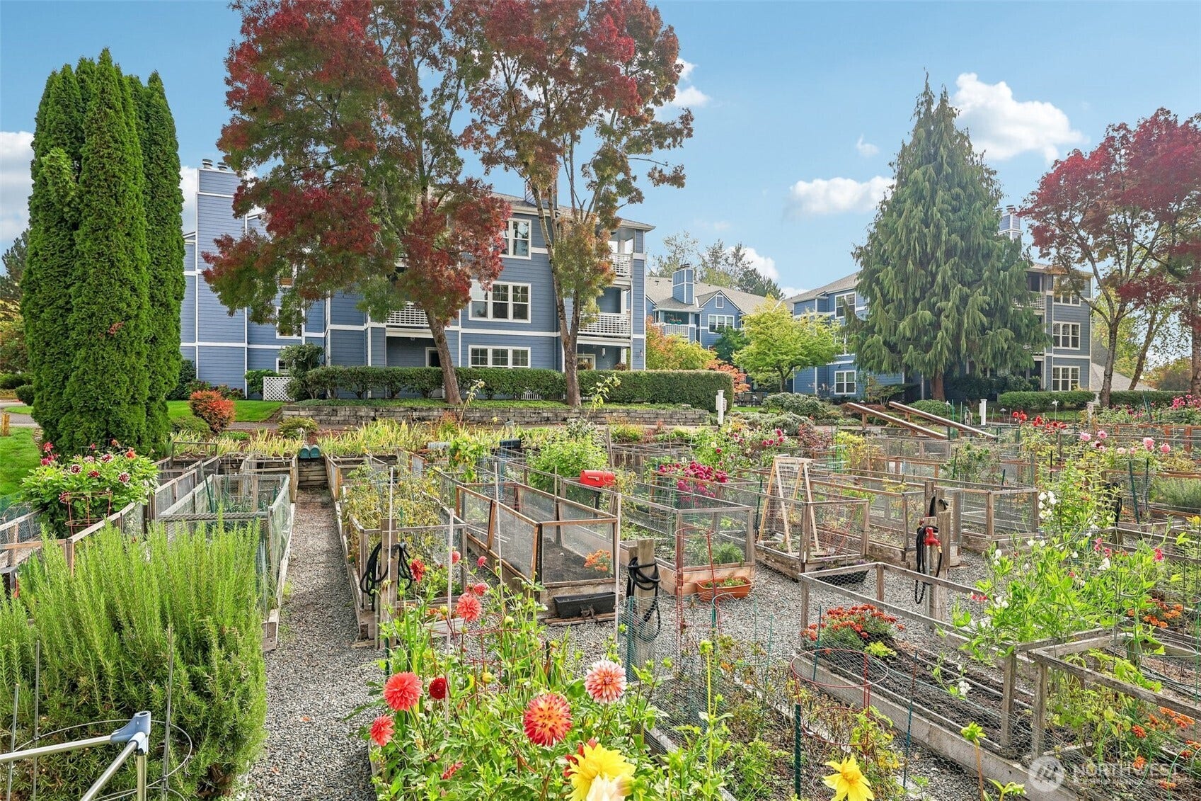 Resident Pea Patch with Olympia building behind