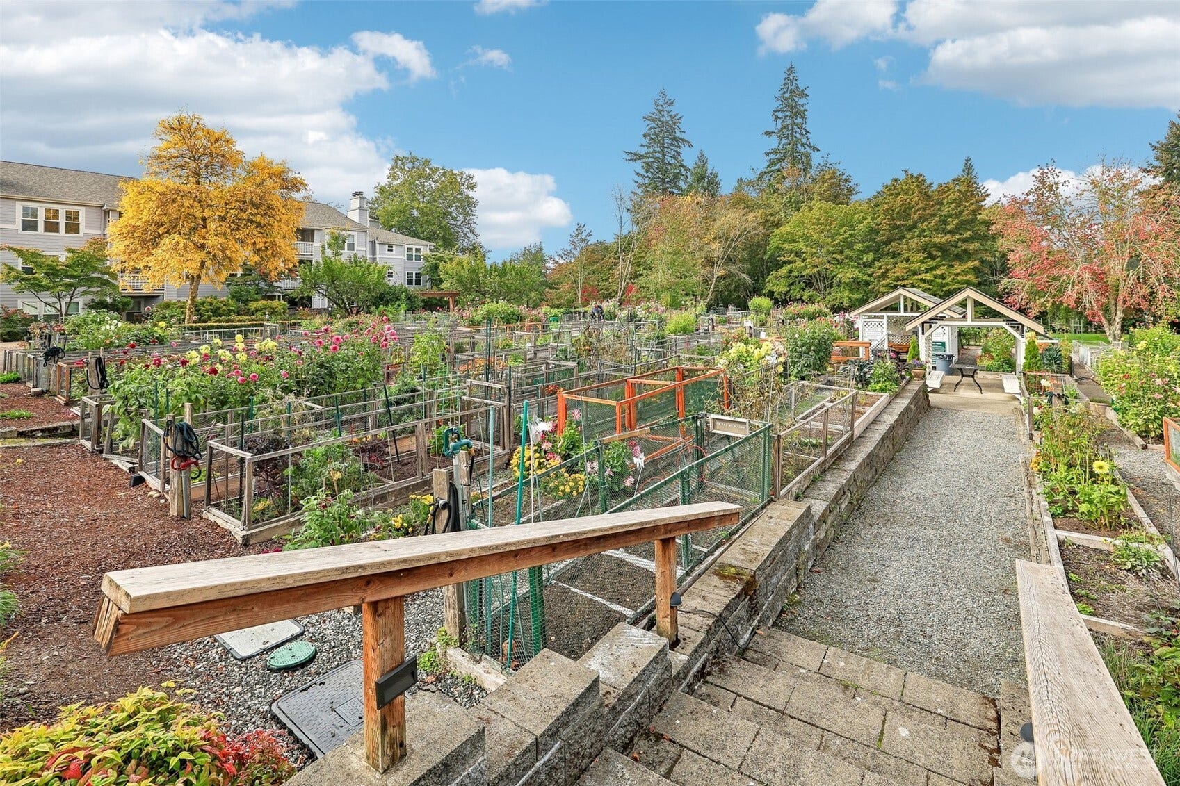 Step down into the community pea patch - join the garden club or just enjoy the glory!