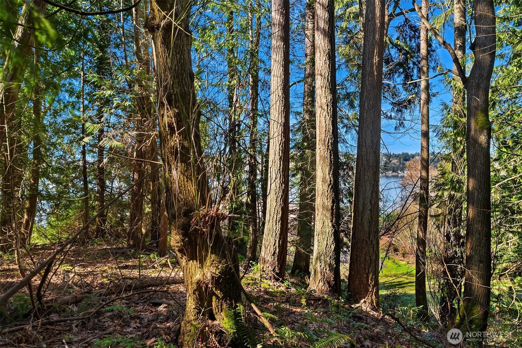 11 XX 205th Avenue NE, Sammamish, WA 98075 11 XX 205th Avenue NE, Sammamish, WA 98075