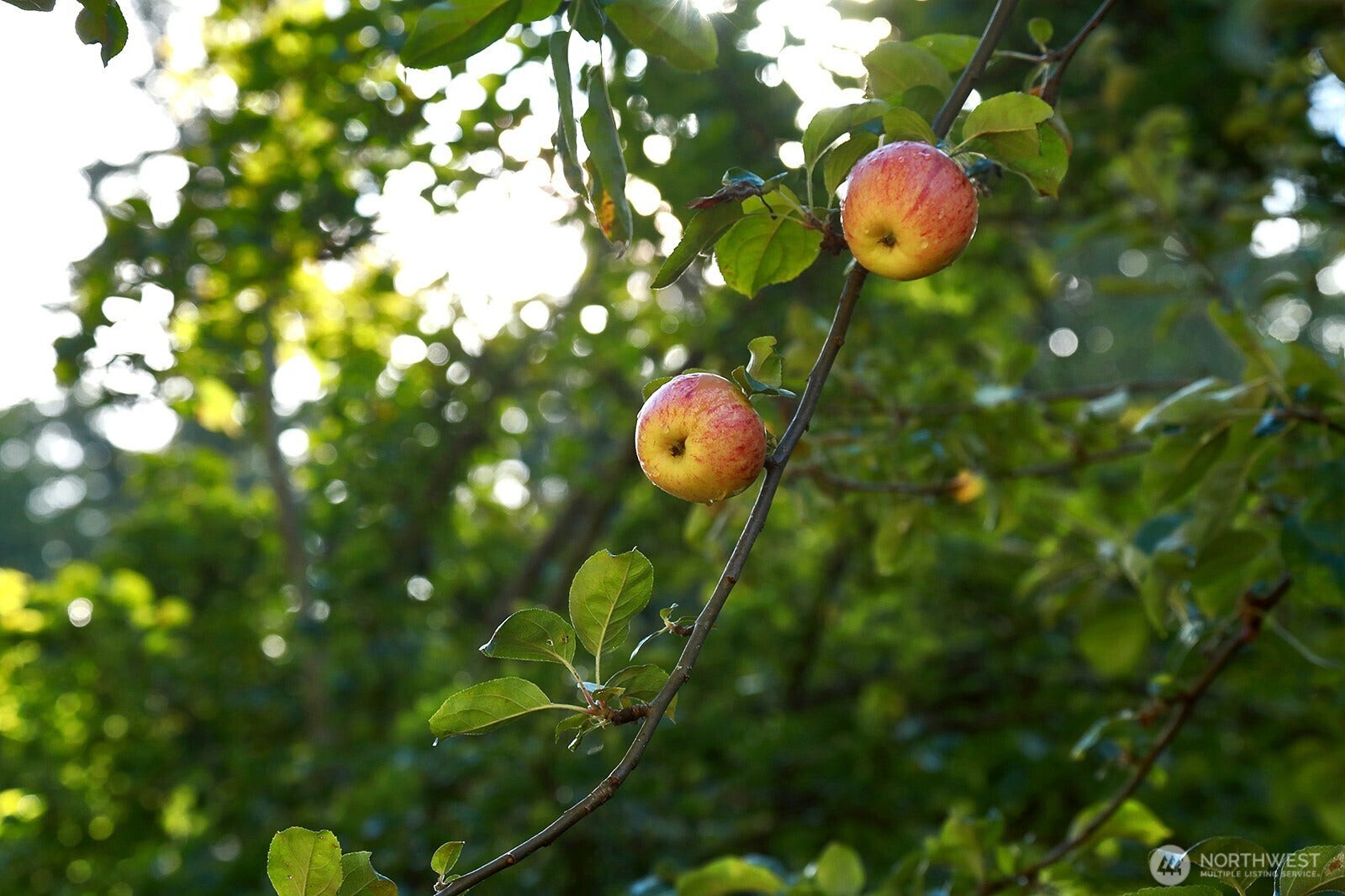 Yes, please pick an apple when you tour!