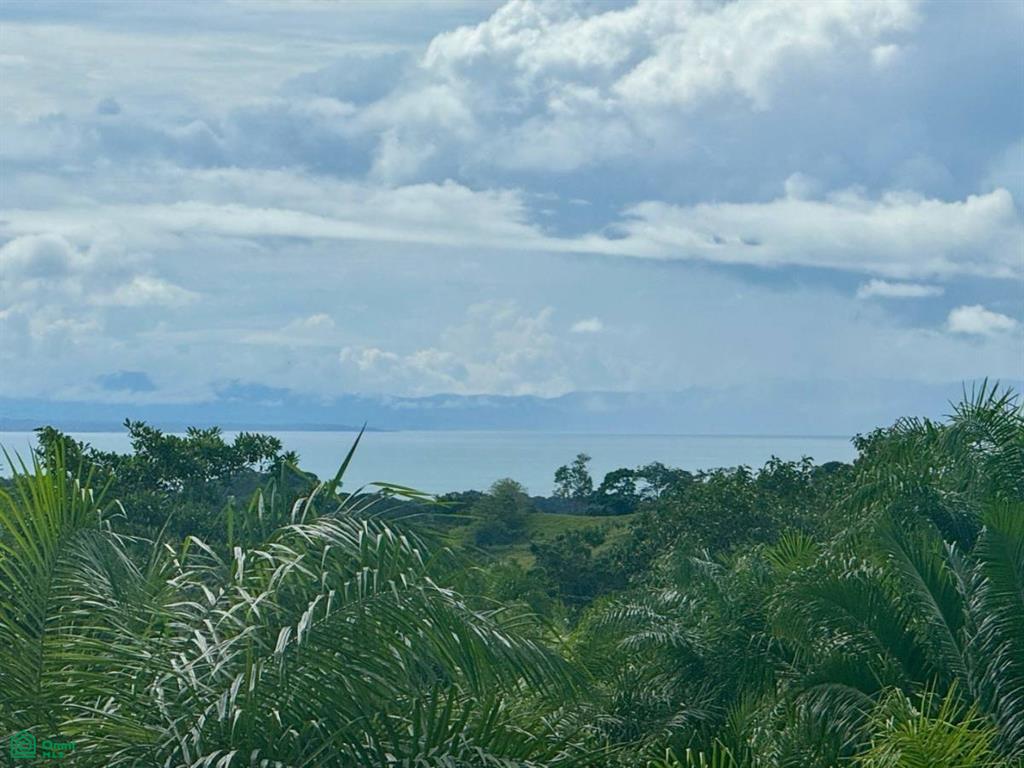 Pavones Golfito Puntarenas