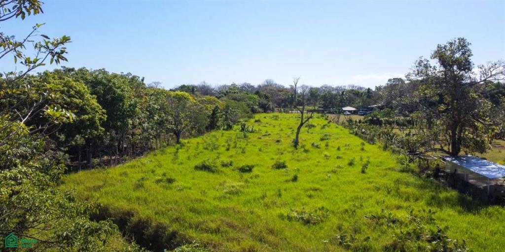 Cabuya Puntarenas