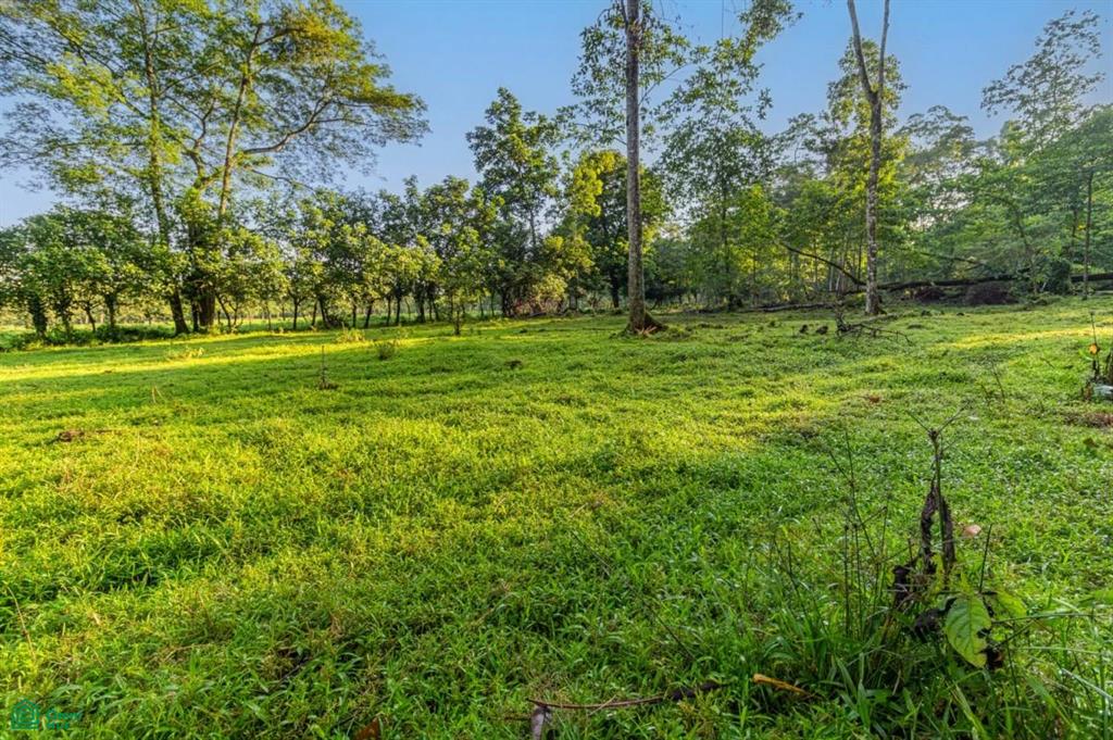 La Colonia Limon