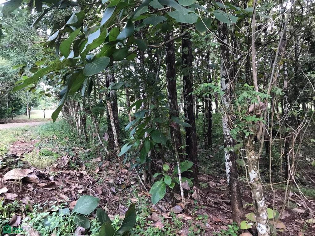 Cbano (C. M. D.), Puntarenas, Puntarenas, Puntarenas, Costa Rica