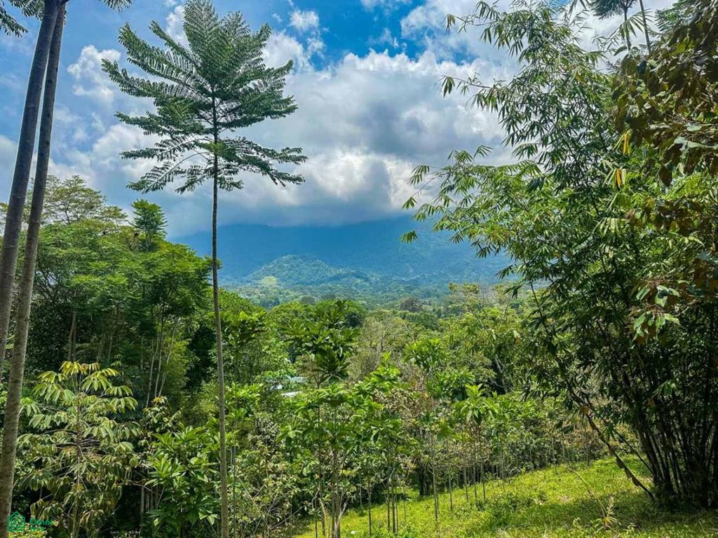 Calle Del Cacique, Ojochal, Puerto Cortes, Osa, Puntarenas, Costa Rica 60501