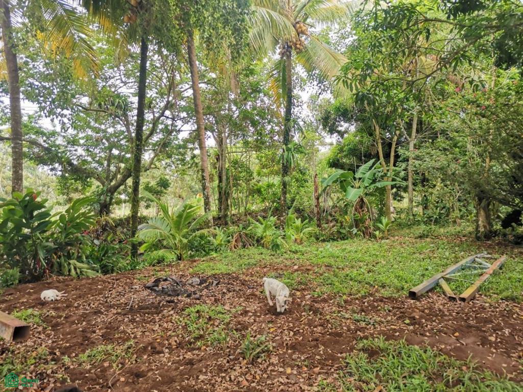 Florencia, San Carlos, San Carlos, Alajuela, Costa Rica