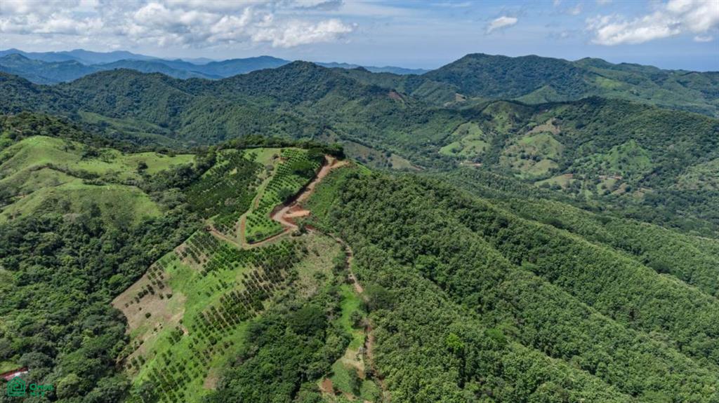 Maquenco Finca Naranja   79 Ha Orange Orchard Belen De Nosarita Guanacaste