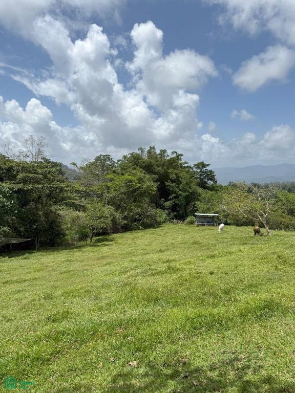 El Sauce Turrialba Cartago