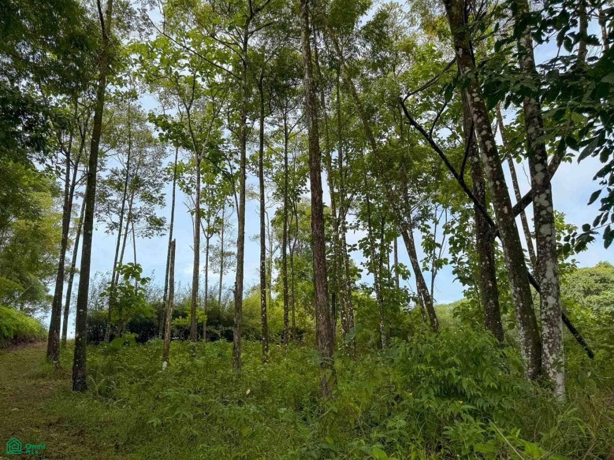 Ocean View Luxury Homesite, Baha Ballena, Osa, Puntarenas, Costa Rica 11909 Ocean View Luxury Homesite, Baha Ballena, Osa, Puntarenas, Costa Rica 11909