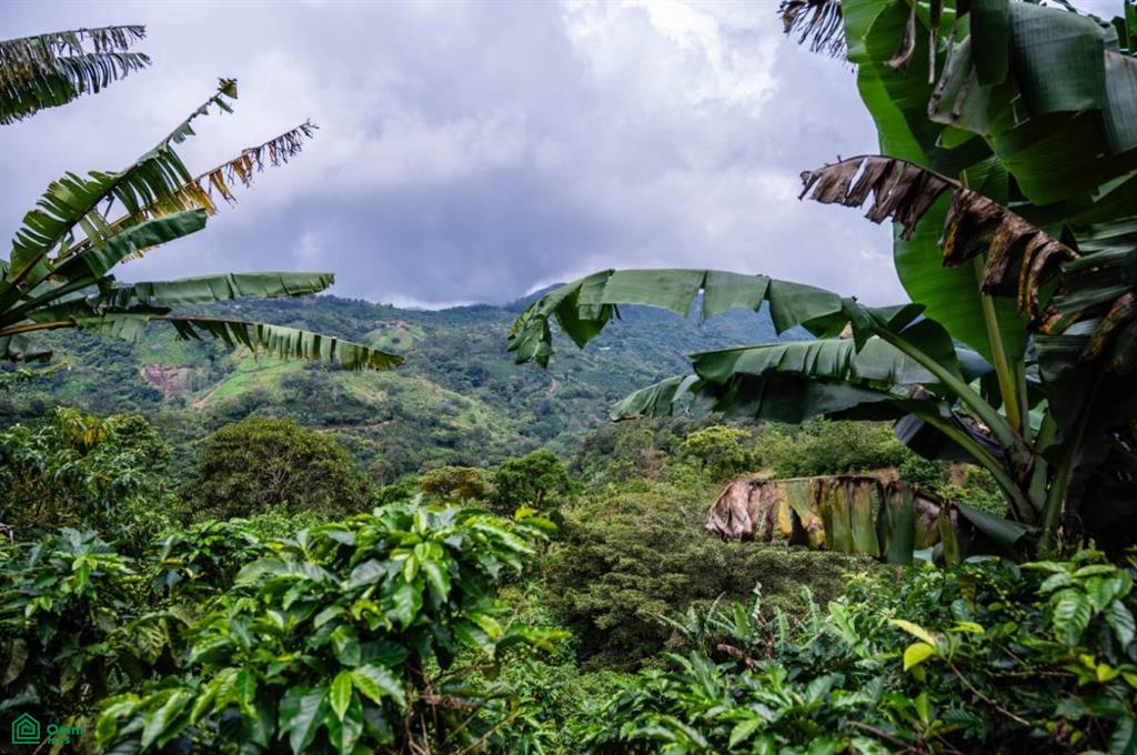 View Lots And Coffee Farm San Ramon Alajuela