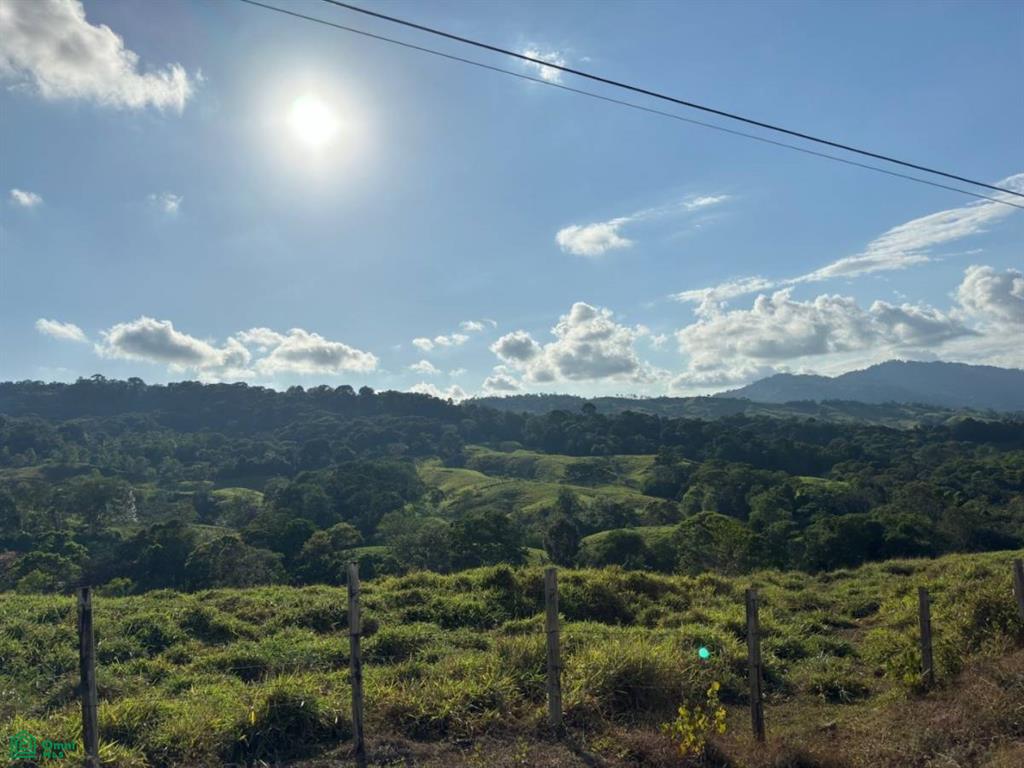 Platanillo San Jose