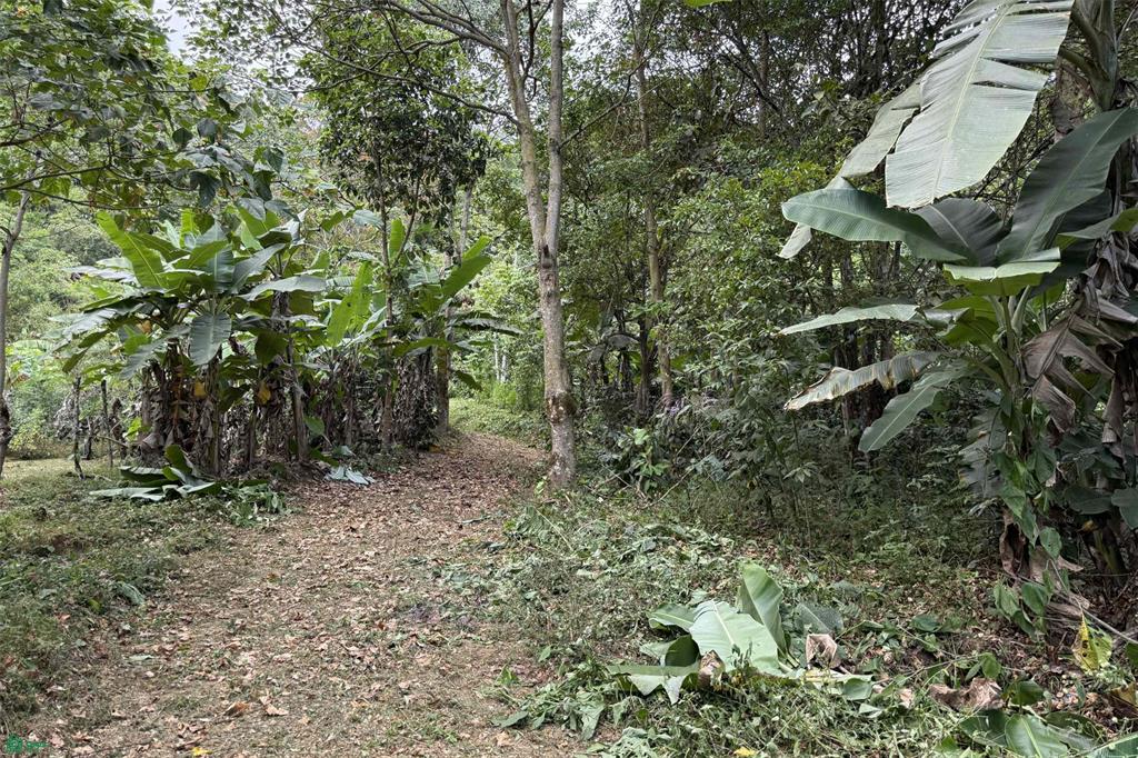 Coffee   Fruit Farm In San Luis De San Isidro San Isidro Del General San Jose
