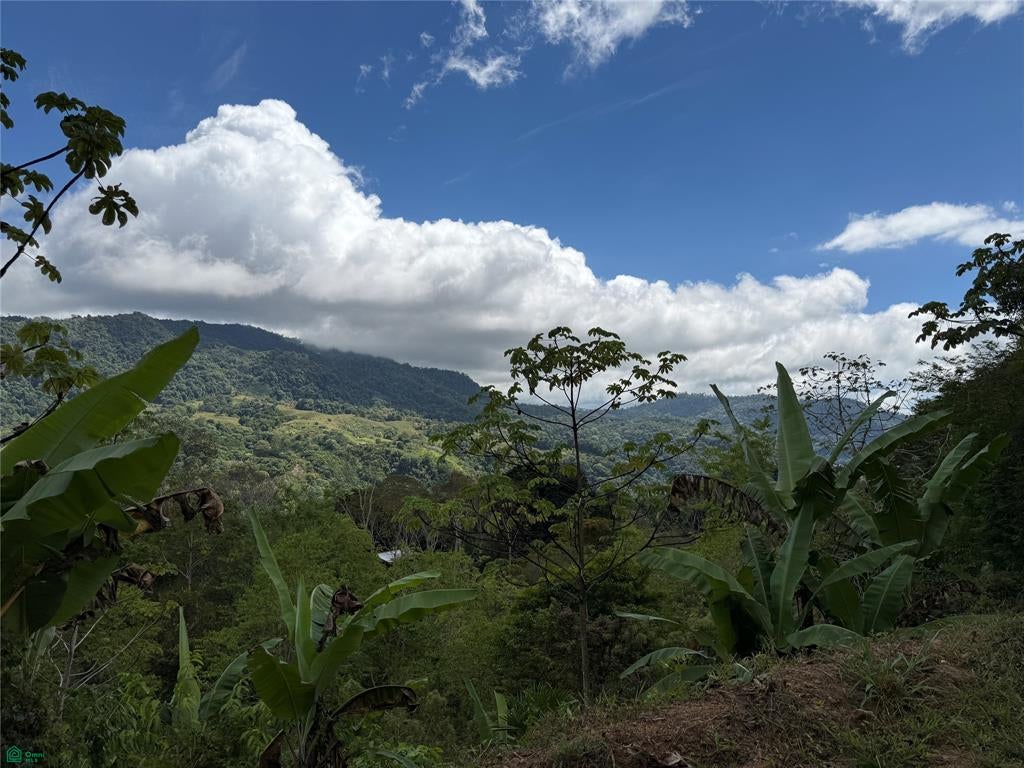 Coffee   Fruit Farm In San Luis De San Isidro San Isidro Del General San Jose