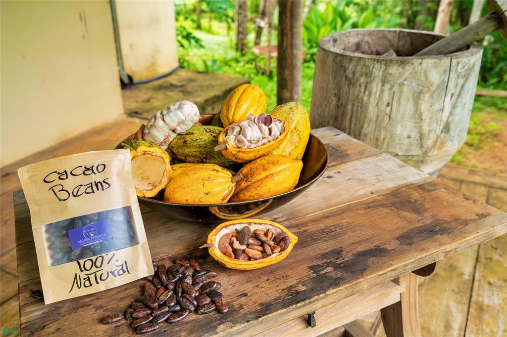 Exclusive Cacao Farm & Luxury Retreat, San Gerardo, Parrita, Parrita, Puntarenas, Costa Rica 60901
