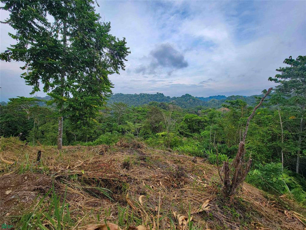 La Hierba Pavon Puntarenas