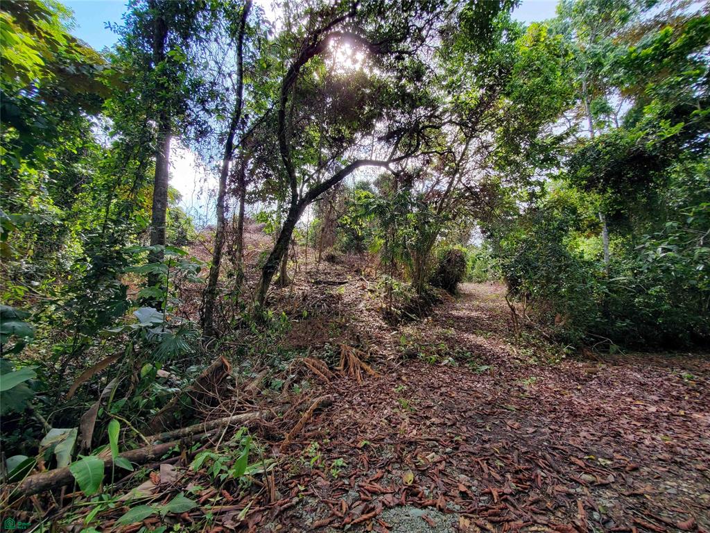 Calle Finca Estrella Pavon Puntarenas
