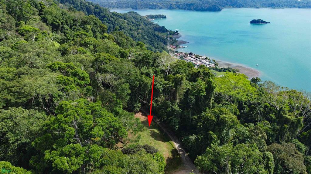 Cerro Adams Golfito Puntarenas