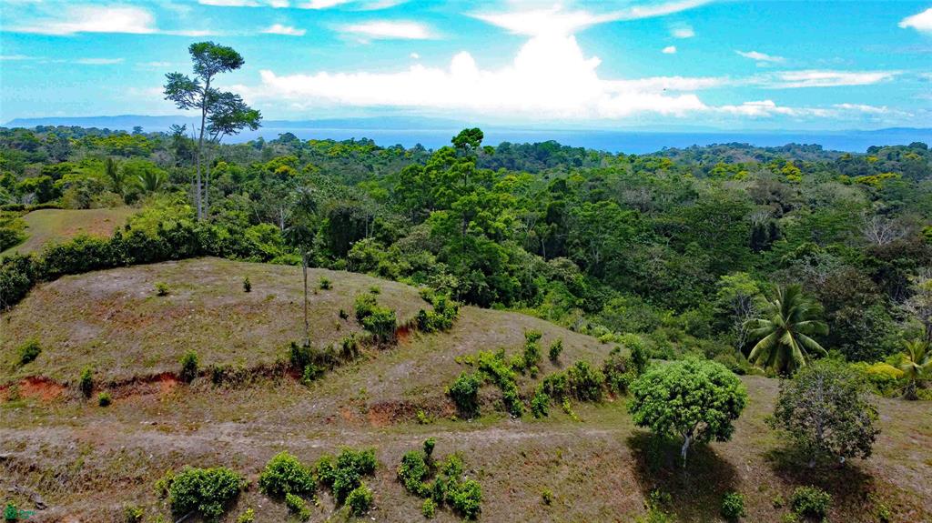 611 Cuervito Pavon Puntarenas