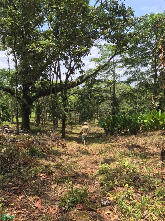 Guanacaste